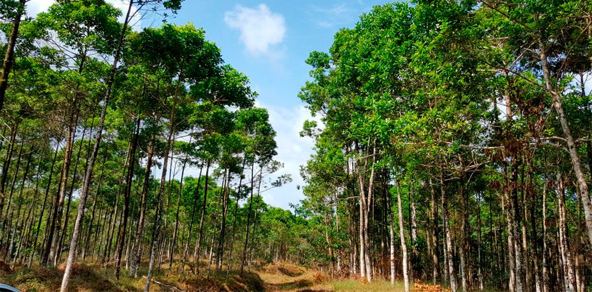 Empresa productora de tarimas de madera comprometida con el ambiente