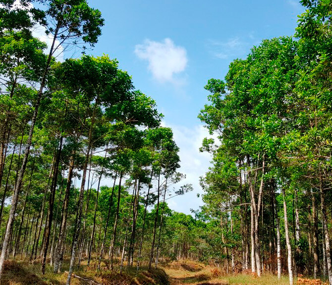 Empresa con compromiso ambiental en Costa Rica